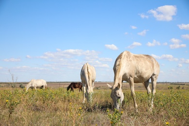 Photo of Grey horses grazing on green pasture. Beautiful pet
