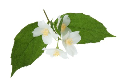 Photo of Branch of jasmine flowers and leaves isolated on white