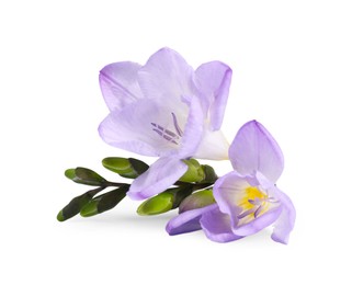 Photo of Beautiful violet freesia flower isolated on white