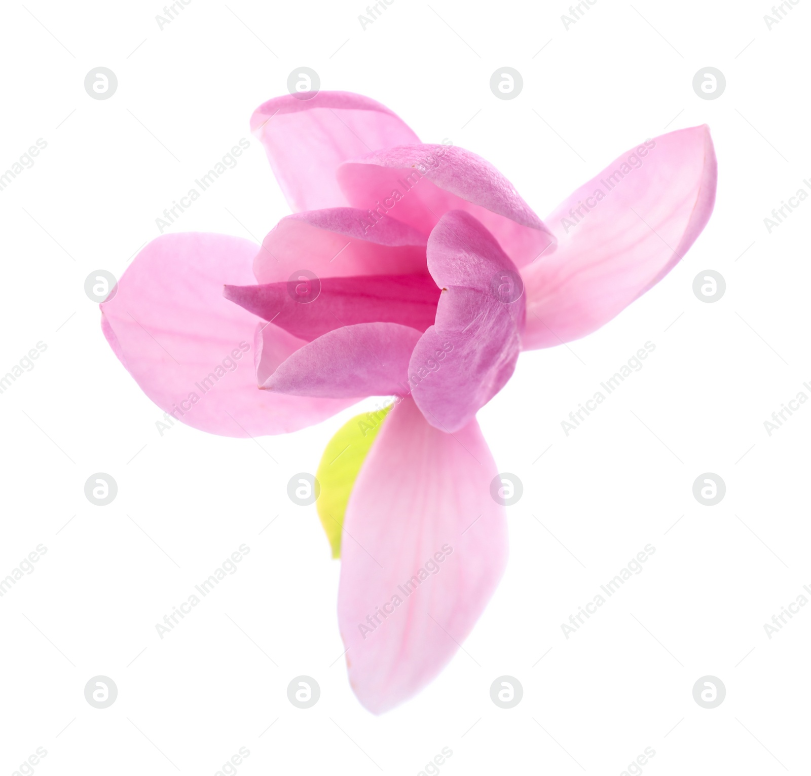 Photo of Beautiful pink magnolia flower isolated on white