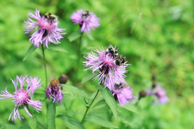Photo of Bumblebees on knapweed flowers in meadow at summer