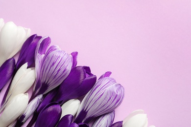 Photo of Flat lay composition with spring crocus flowers on color background, space for text