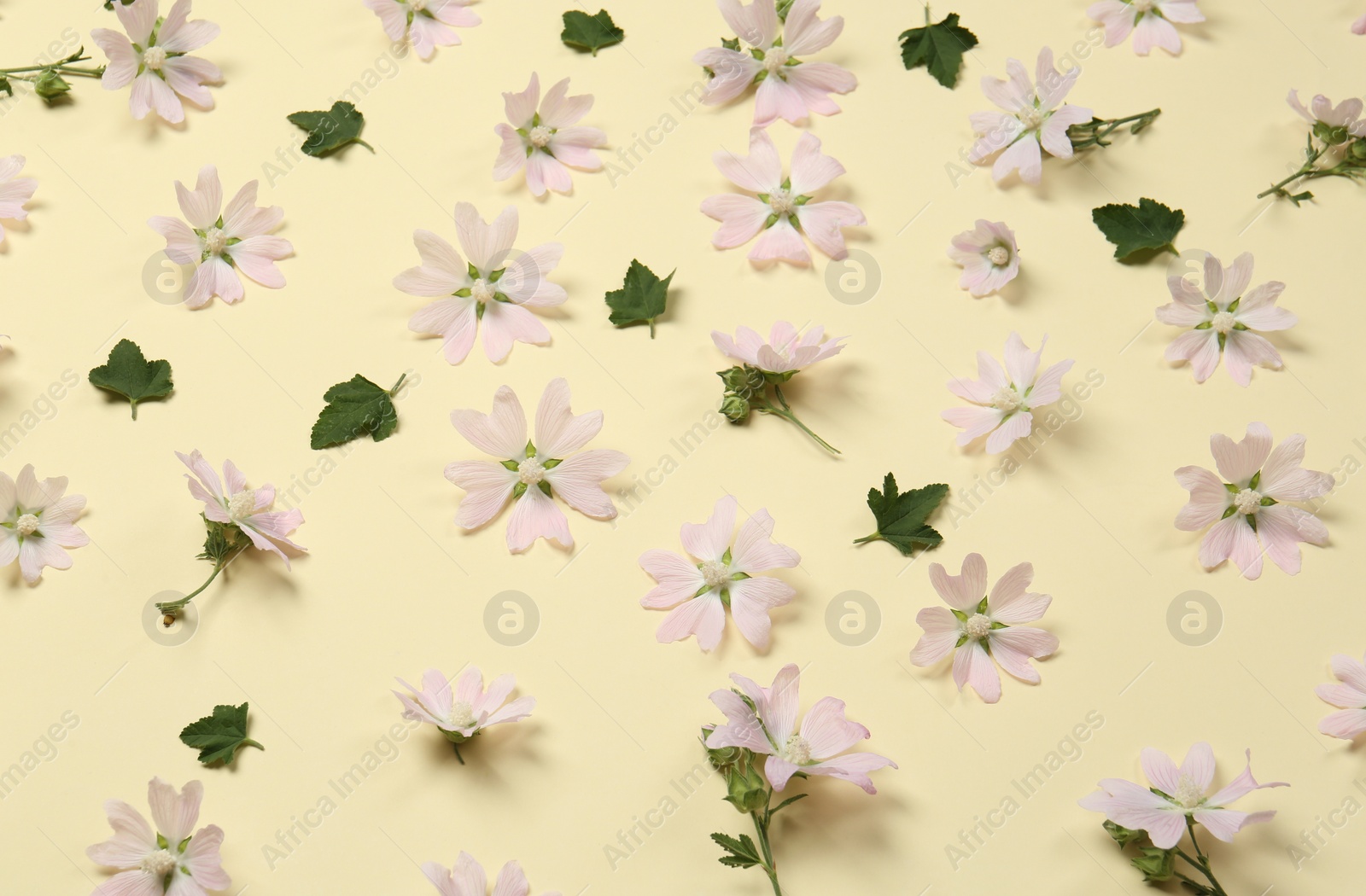 Photo of Beautiful musk mallow flowers on beige background, closeup