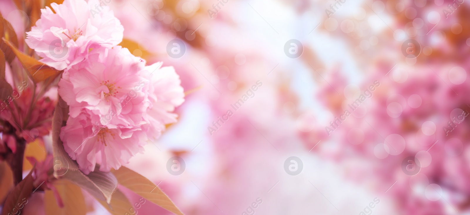 Image of Blossoming pink sakura tree outdoors, banner design. Springtime