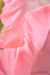 Photo of Beautiful pink gladiolus flower on blurred background, macro view