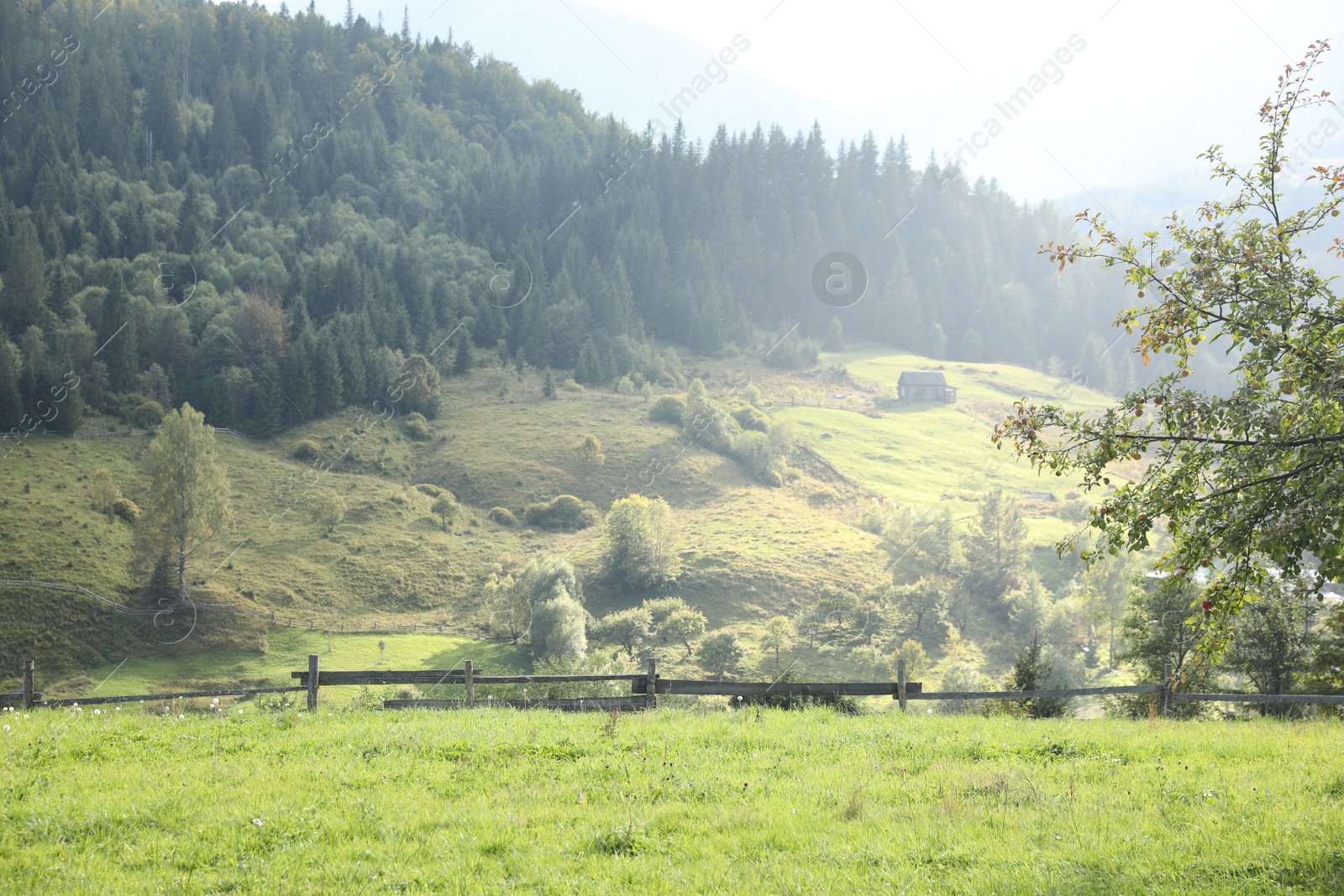 Photo of Beautiful view with wooden fence and conifer mountain forest