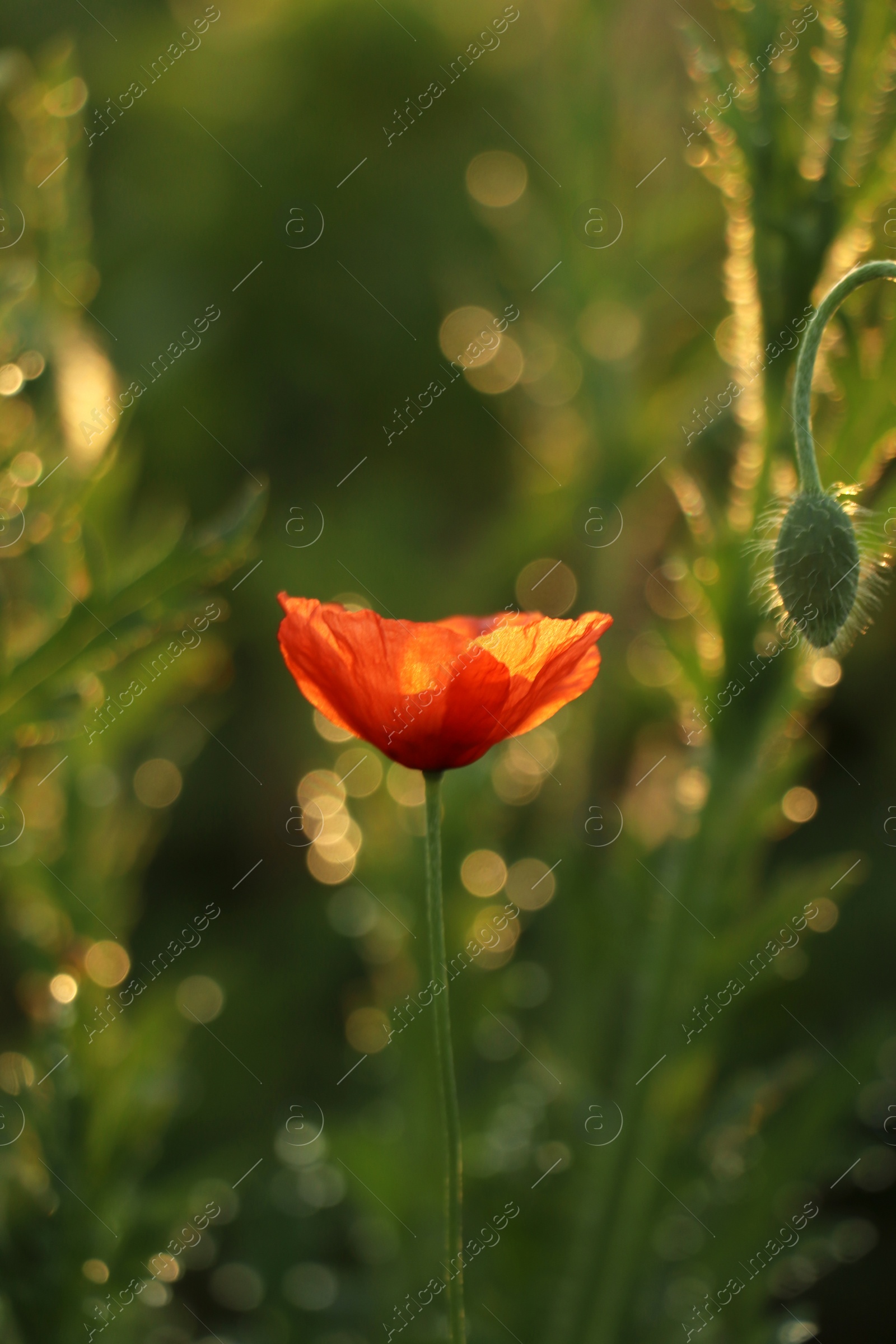 Photo of Red poppy plants covered with dew drops outdoors in morning, closeup