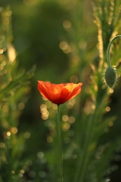 Photo of Red poppy plants covered with dew drops outdoors in morning, closeup