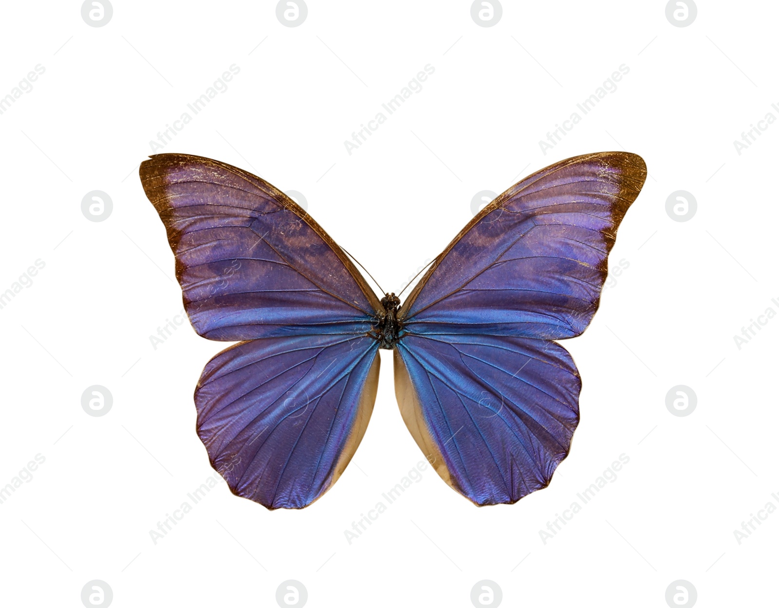 Image of Beautiful fragile exotic butterfly on white background