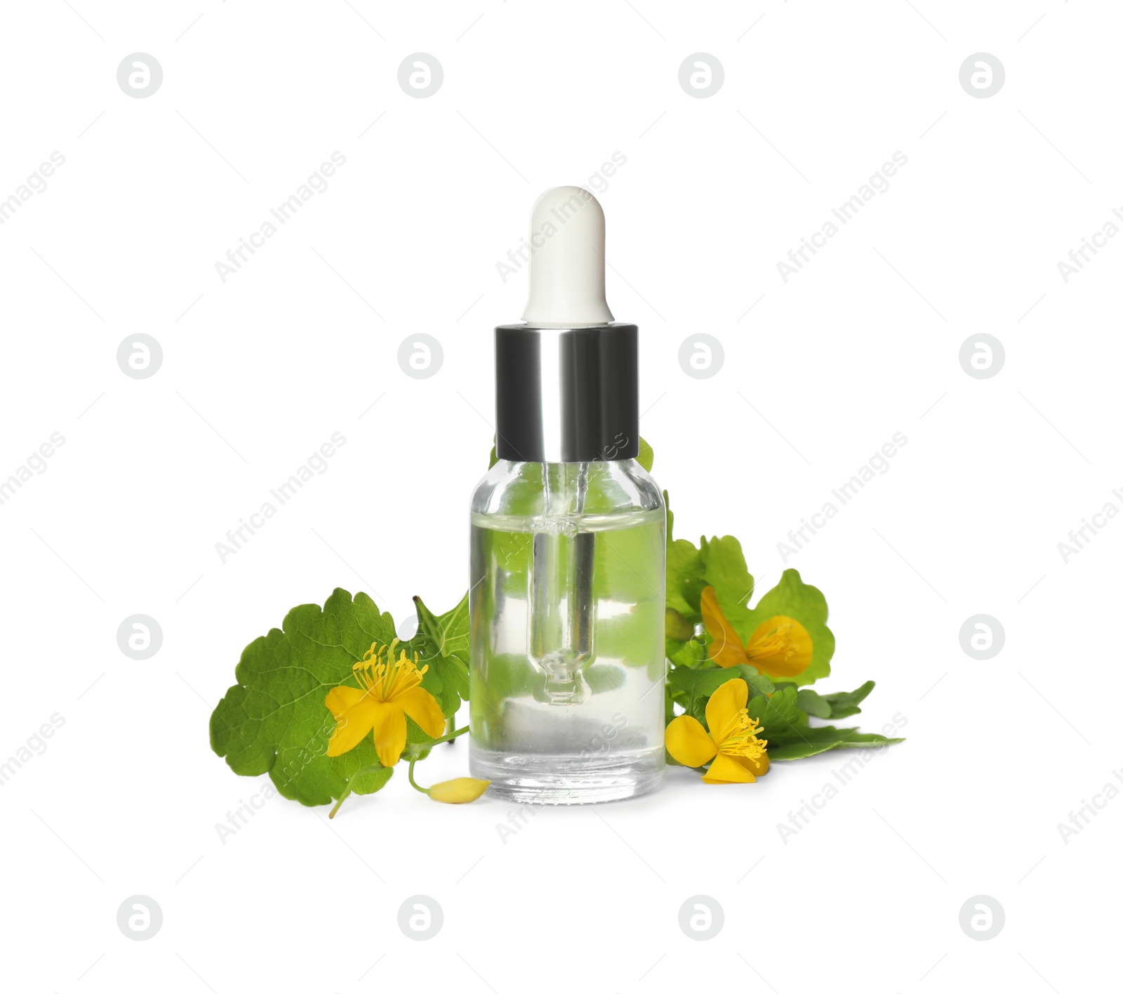 Photo of Bottle of essential oil and celandine on white background