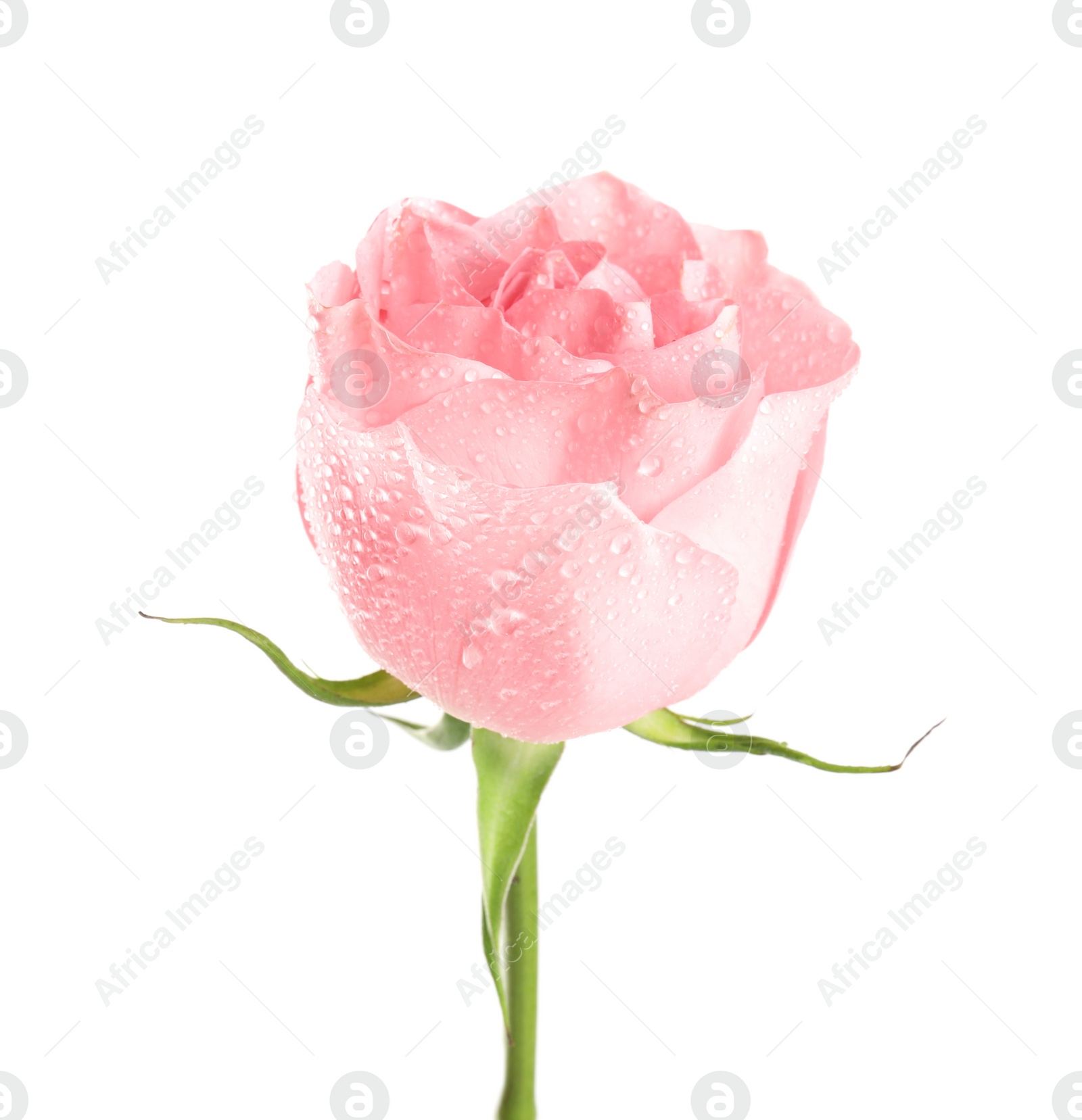 Photo of Beautiful pink rose flower with water drops isolated on white