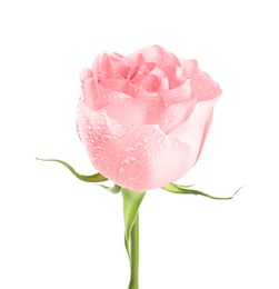 Photo of Beautiful pink rose flower with water drops isolated on white
