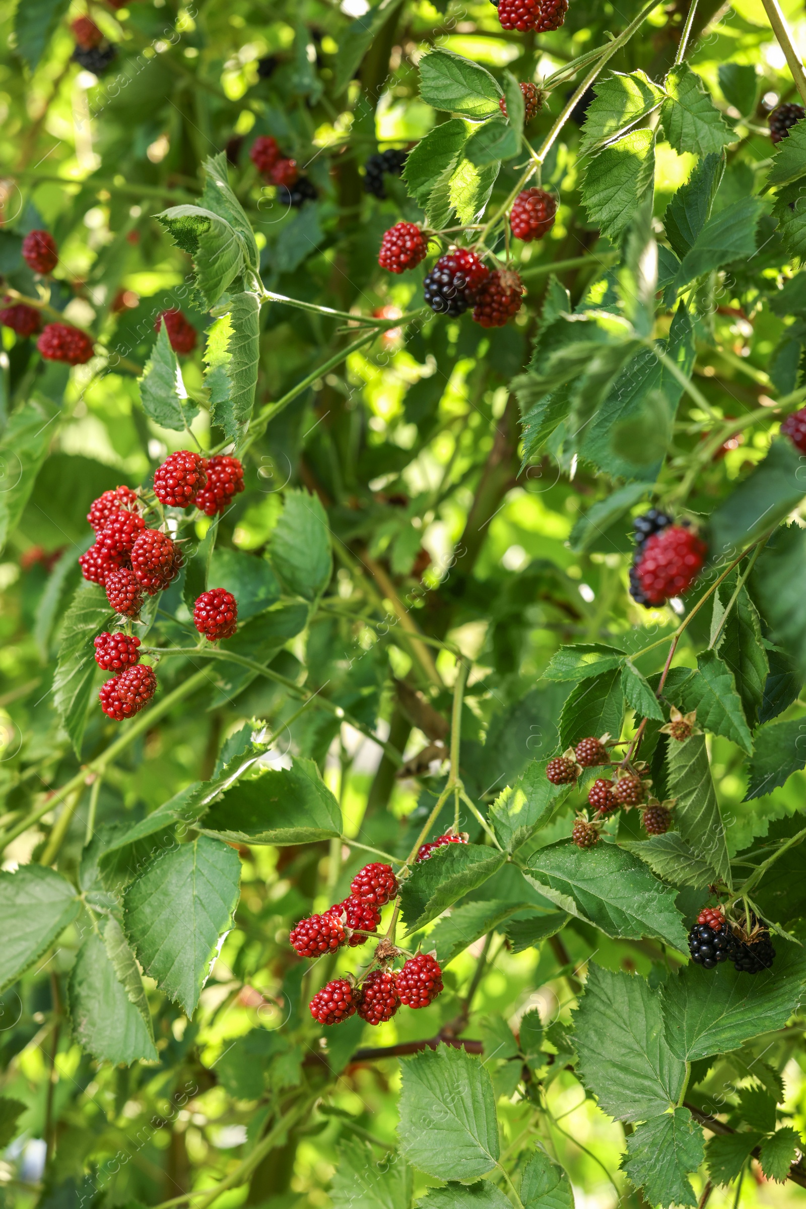 Photo of Unripe blackberries growing on bush outdoors, closeup