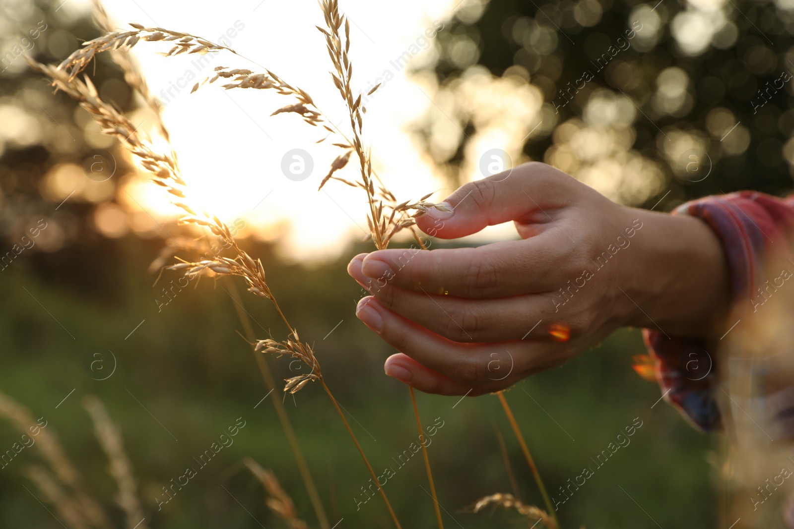 Photo of Woman walking through meadow and touching reed grass at sunset, closeup. Space for text