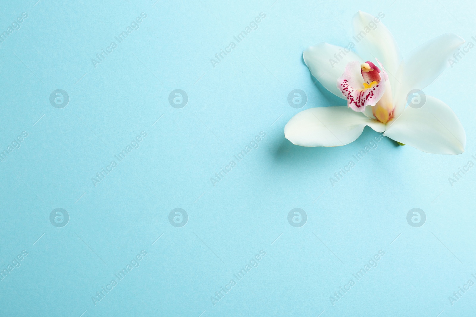 Photo of Beautiful tropical orchid flower on color background, top view. Space for text