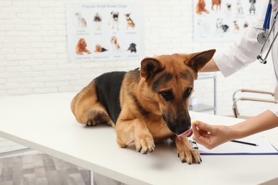 Photo of Professional veterinarian giving pill to German Shepherd dog in clinic