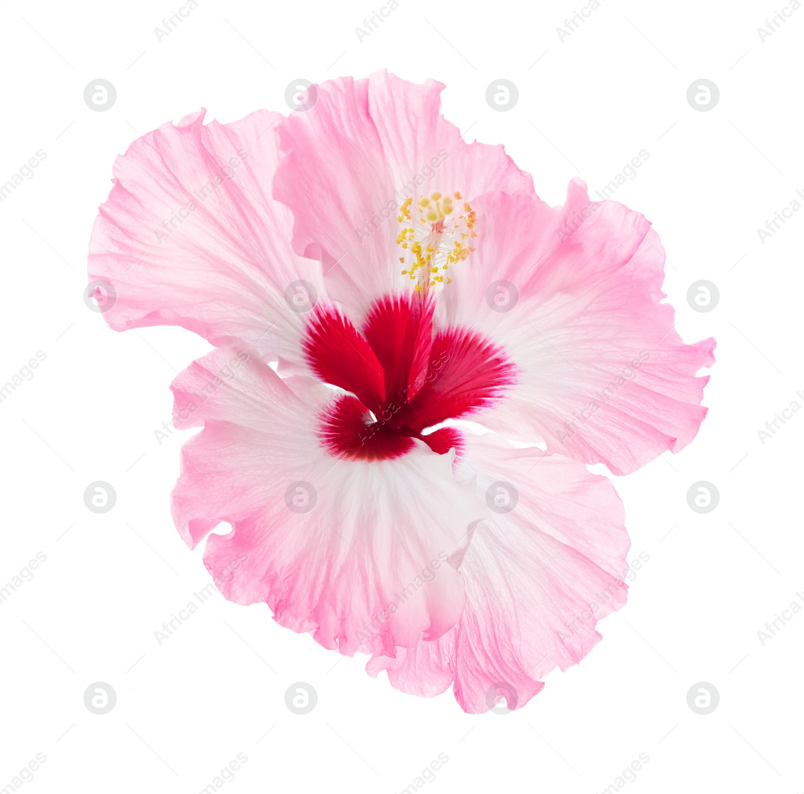 Image of Beautiful tropical hibiscus flower isolated on white