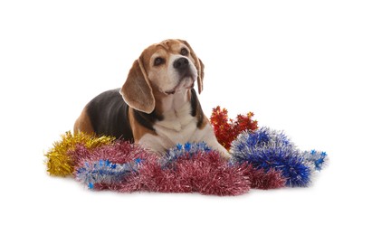 Cute Beagle dog lying on Christmas tinsels against white background