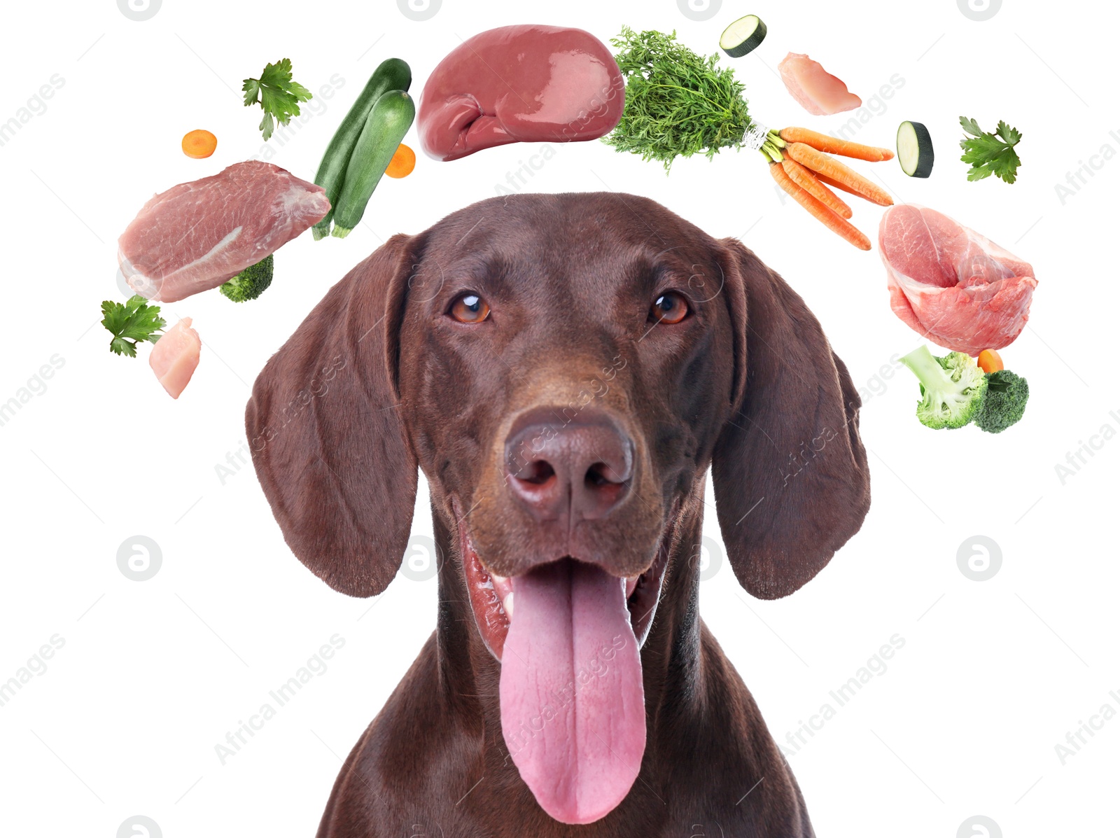 Image of Cute dog surrounded by fresh products rich in vitamins on white background. Healthy diet for pet