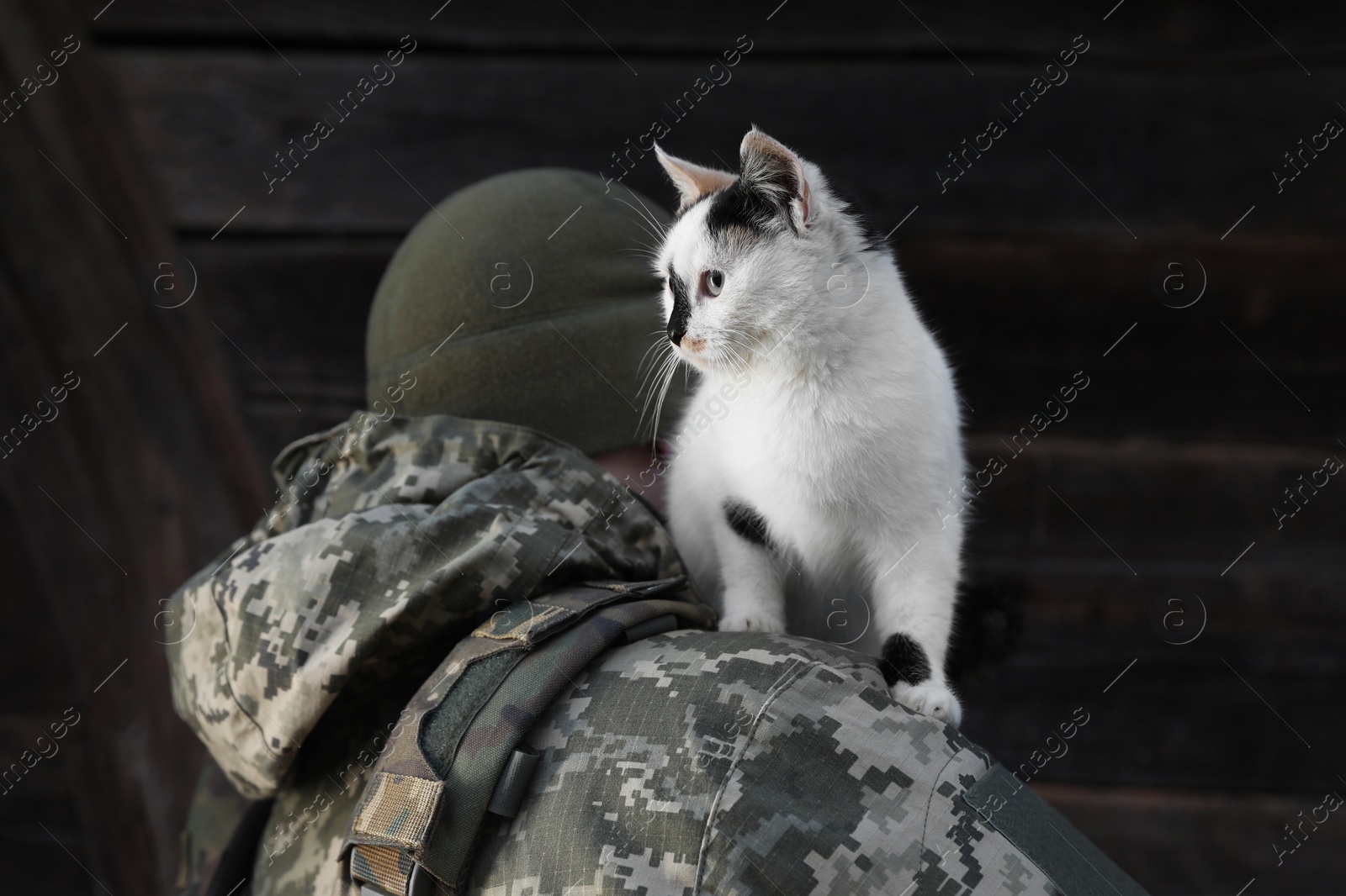 Photo of Little stray cat on Ukrainian soldier's shoulder. Space for text