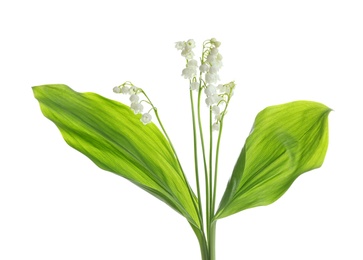 Photo of Beautiful fragrant lily of the valley flowers on white background