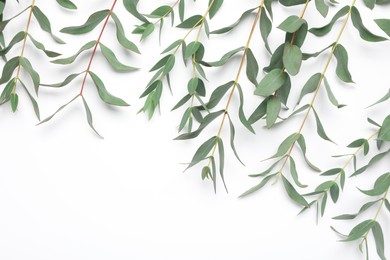 Photo of Eucalyptus branches with fresh leaves on white background, top view