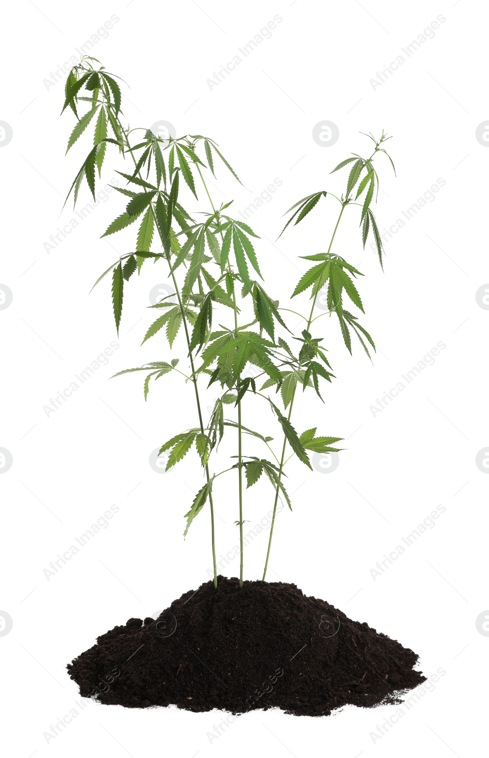 Photo of Lush green hemp plants in soil on white background