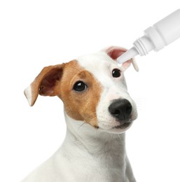 Image of Giving medical drops to cute dog on white background