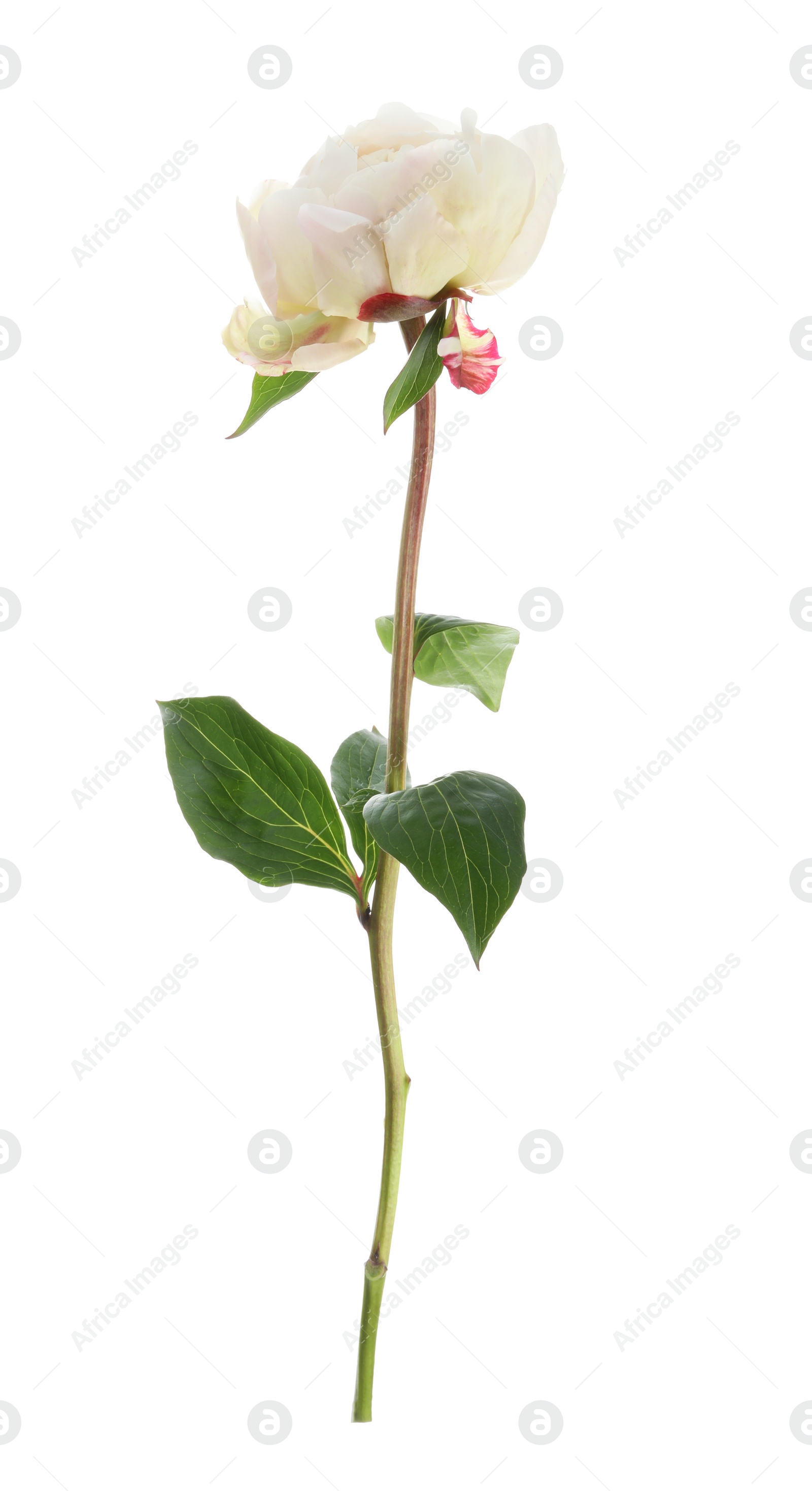 Photo of Beautiful fragrant peony flower isolated on white