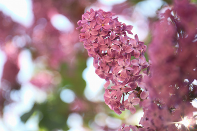 Photo of Closeup view of beautiful blossoming lilac shrub outdoors