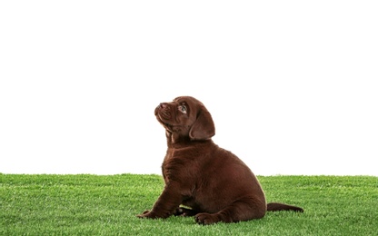 Photo of Chocolate Labrador Retriever puppy on green grass against white background