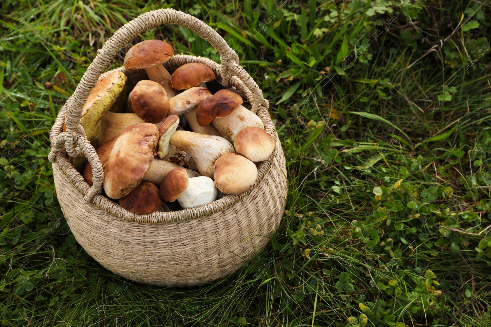 Photo of Wicker basket with fresh wild mushrooms outdoors, space for text