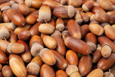 Photo of Many brown acorns as background, closeup view