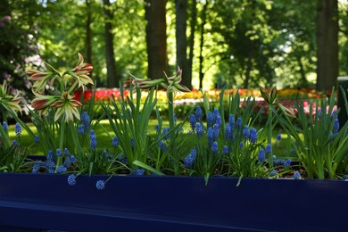 Photo of Beautiful amaryllis flowers among light blue muscari plants growing in park on sunny day. Spring season