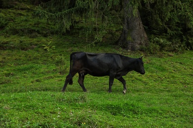 Black cow grazing on green pasture in summer
