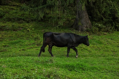 Photo of Black cow grazing on green pasture in summer