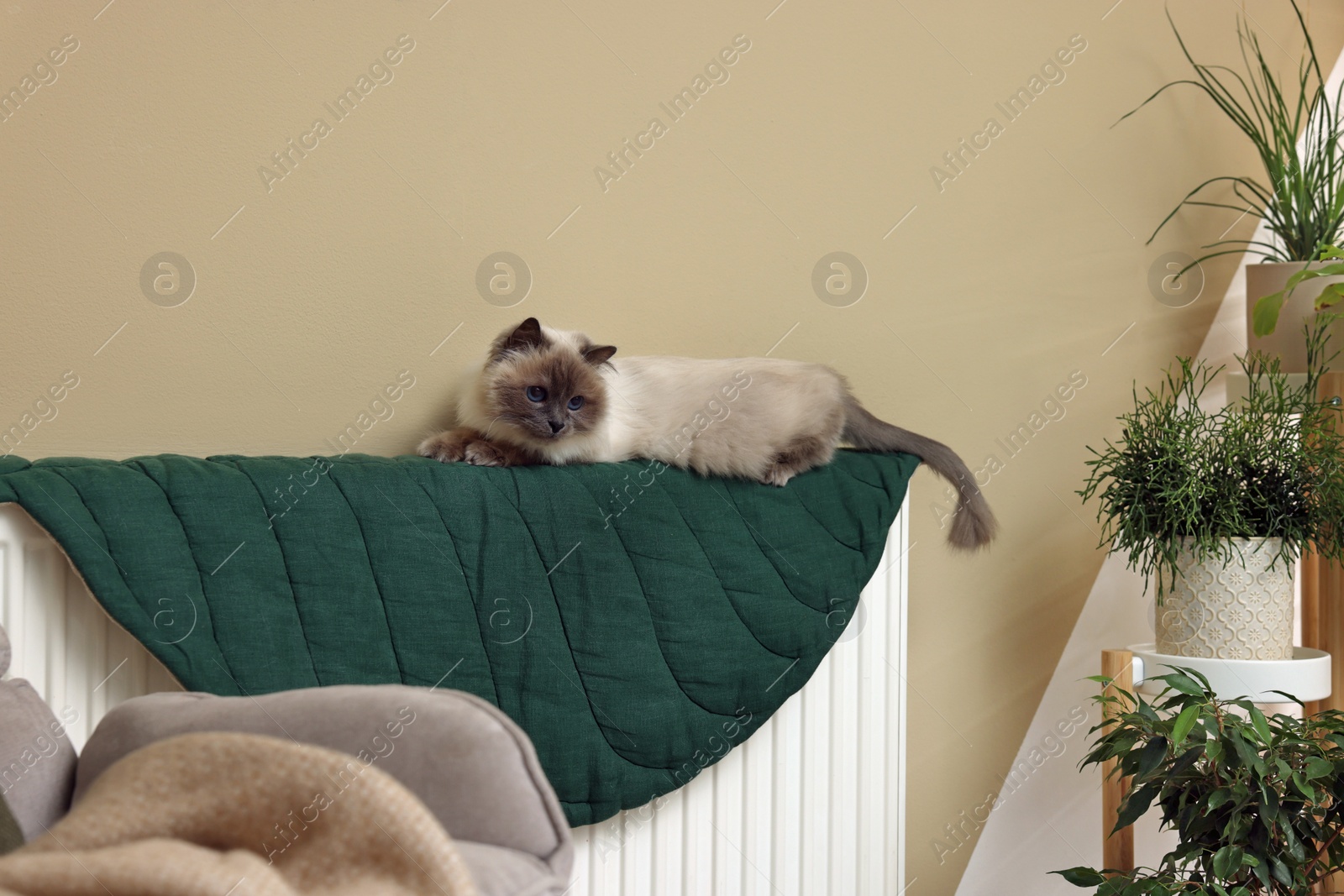 Photo of Cute Birman cat on radiator with green rug indoors