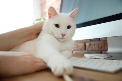 Photo of Adorable white cat lying on keyboard and distracting owner from work, closeup