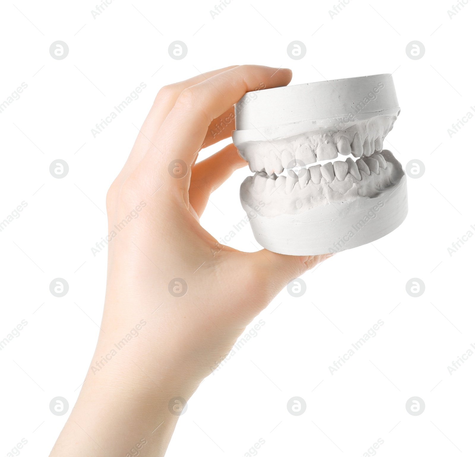 Photo of Woman holding dental model with jaws on white background, closeup. Cast of teeth