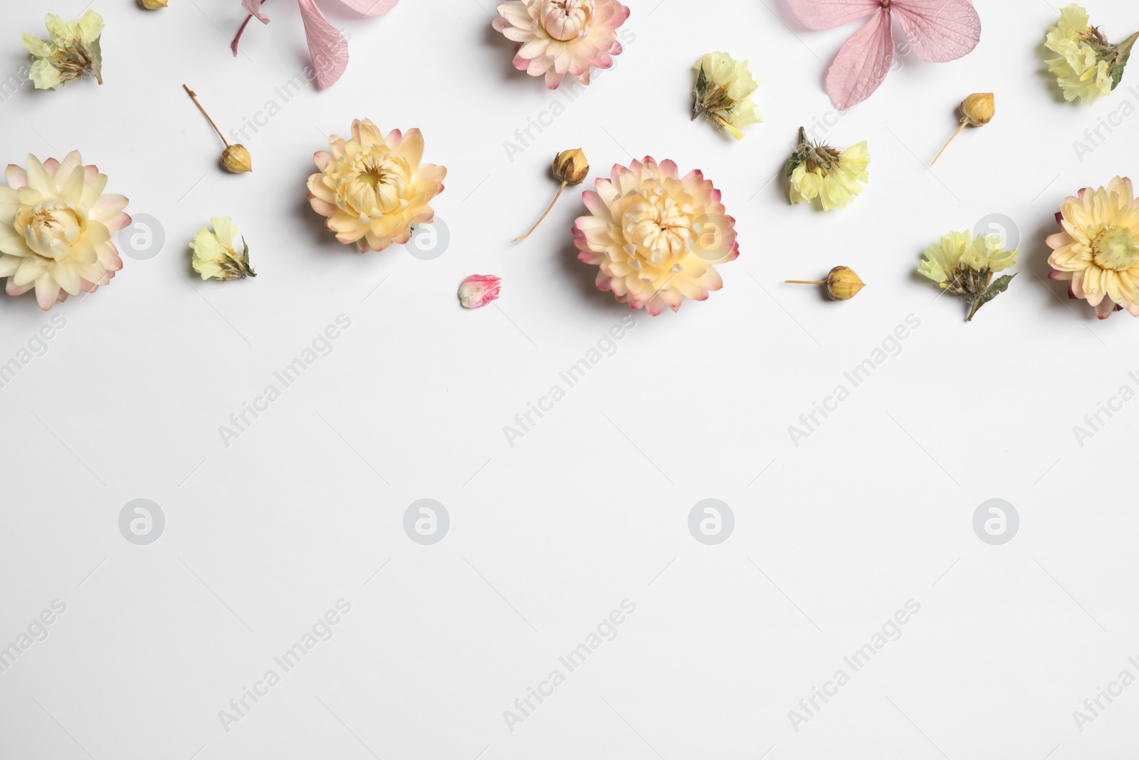 Photo of Beautiful fresh and dry flowers on white background, flat lay. Space for text