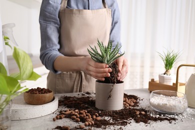 Woman transplanting Aloe into pot at table indoors, closeup. House plant care