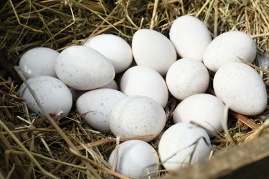 Photo of Pile of white turkey eggs in nest, closeup