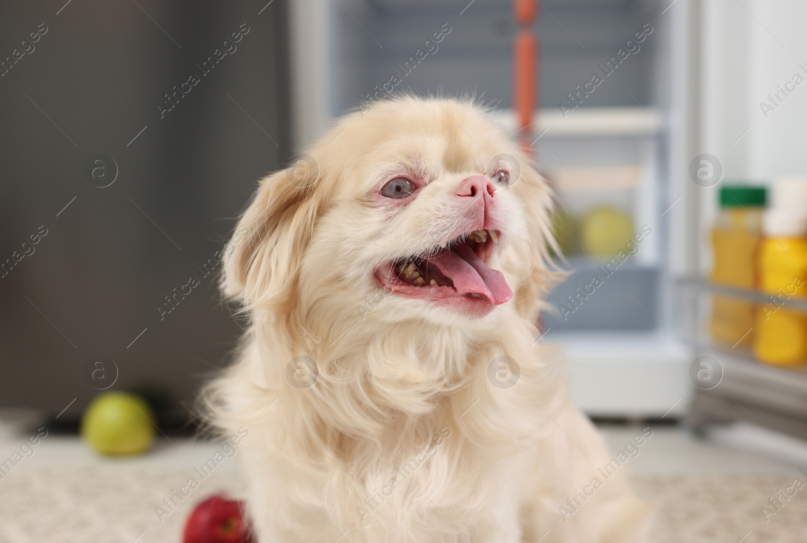 Photo of Cute Pekingese dog near open refrigerator in kitchen