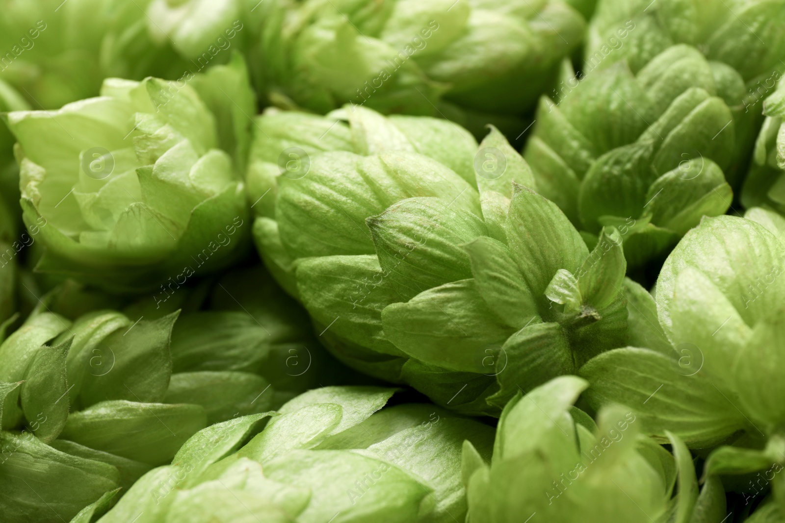 Photo of Fresh ripe green hops as background, closeup