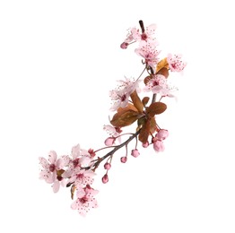 Sakura tree branch with beautiful pink blossoms isolated on white