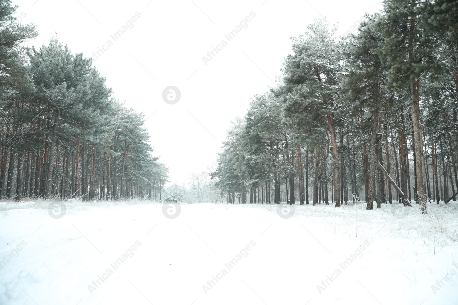 Photo of Beautiful forest covered with snow in winter