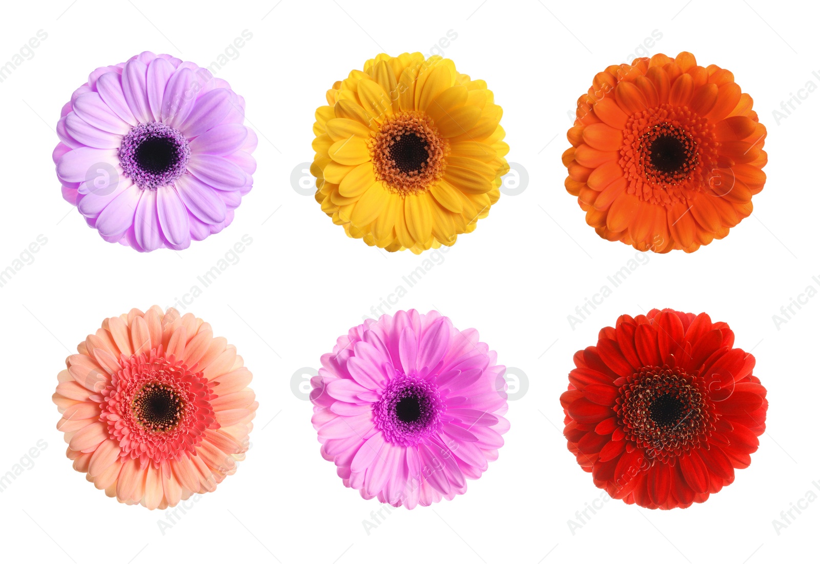 Image of Set with different beautiful gerbera flowers on white background