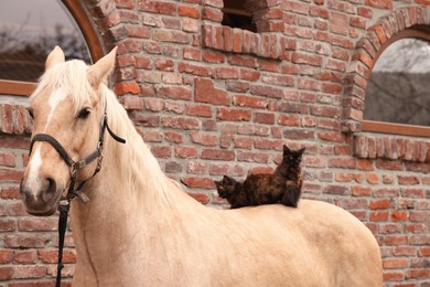 Photo of Adorable cats sitting on horse near brick building outdoors. Lovely domesticated pet