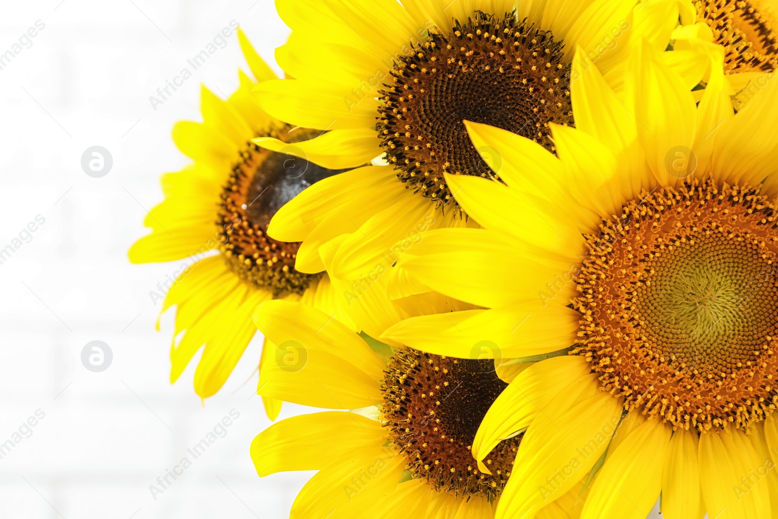 Photo of Bouquet of beautiful yellow sunflowers on light background