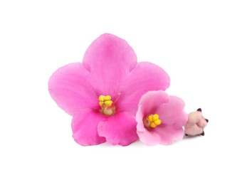 Photo of Pink violet flowers isolated on white. Delicate house plant